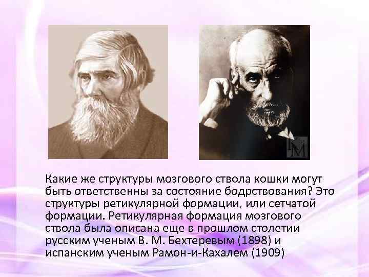 Какие же структуры мозгового ствола кошки могут быть ответственны за состояние бодрствования? Это структуры