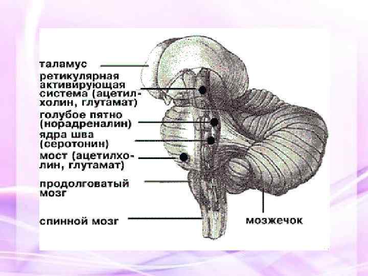 Центр сна мозга