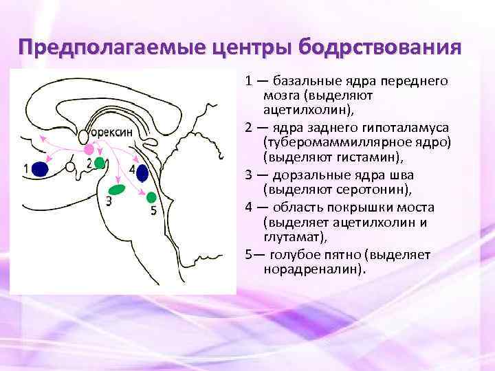 Предполагаемые центры бодрствования 1 — базальные ядра переднего мозга (выделяют ацетилхолин), 2 — ядра