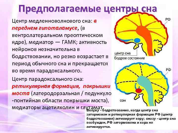 Где находятся центры сна