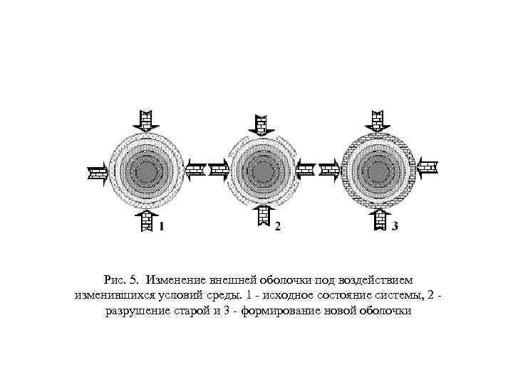 Рис. 5. Изменение внешней оболочки под воздействием изменившихся условий среды. 1 - исходное состояние