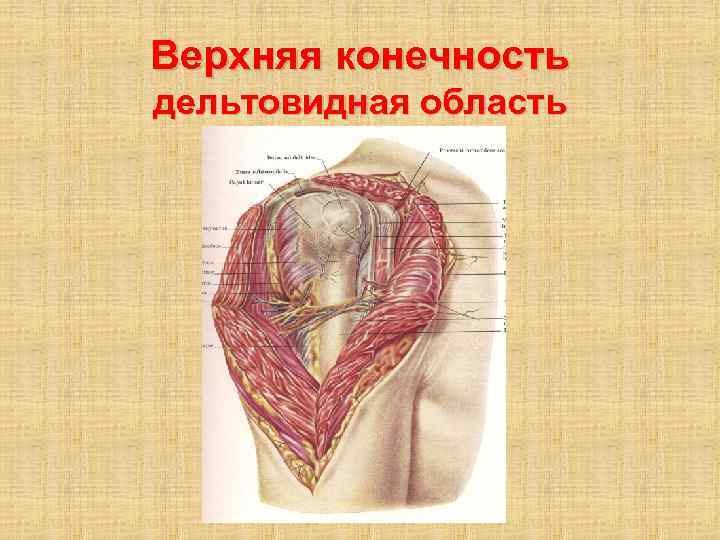 Топографическая анатомия верхней конечности презентация