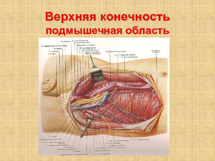 Подмышечная область анатомия