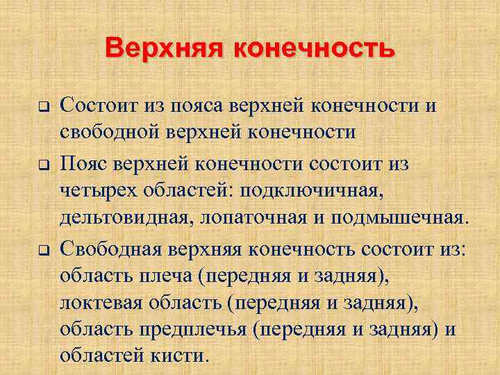 Верхняя конечность q q q Состоит из пояса верхней конечности и свободной верхней конечности