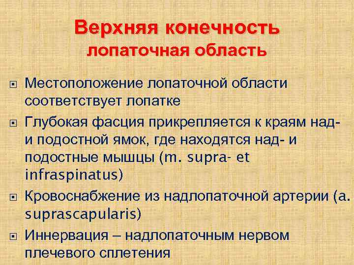 Верхняя конечность лопаточная область Местоположение лопаточной области соответствует лопатке Глубокая фасция прикрепляется к краям