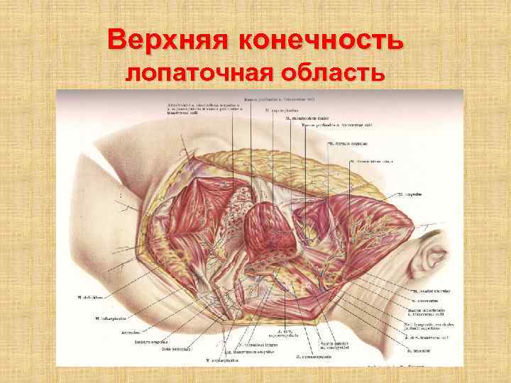 Верхняя конечность лопаточная область 