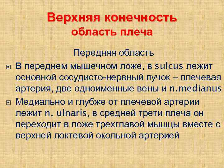 Верхняя конечность область плеча Передняя область В переднем мышечном ложе, в sulcus лежит основной