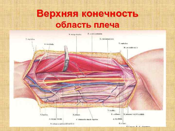 Верхняя область окна word называется