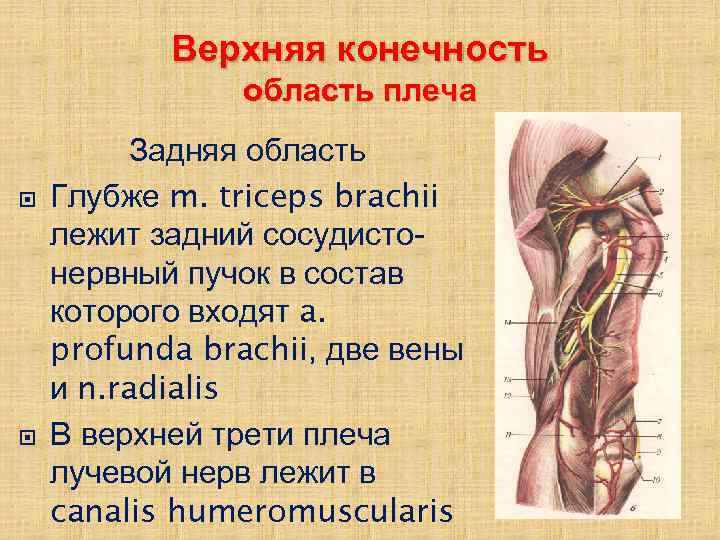 Топографическая анатомия верхней конечности презентация