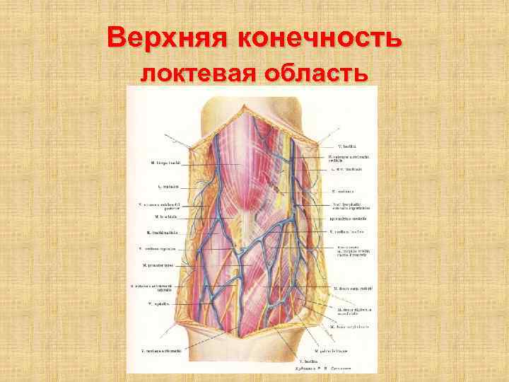 Локтевая ямка где находится фото у человека