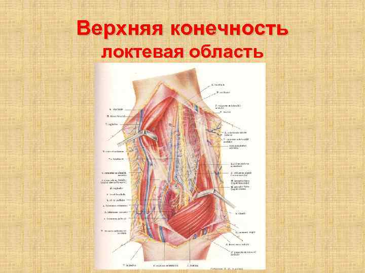 Верхняя конечность локтевая область 