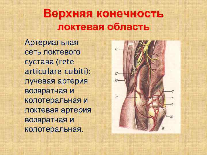 Верхняя конечность локтевая область Артериальная сеть локтевого сустава (rete articulare cubiti): лучевая артерия возвратная