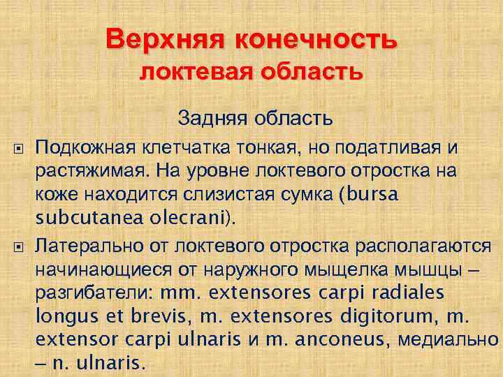 Верхняя конечность локтевая область Задняя область Подкожная клетчатка тонкая, но податливая и растяжимая. На