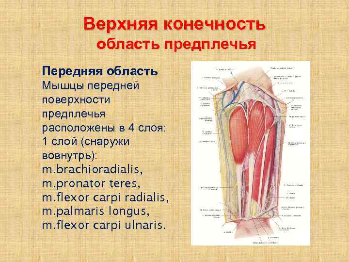 Верхняя конечность область предплечья Передняя область Мышцы передней поверхности предплечья расположены в 4 слоя: