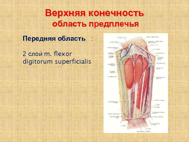 Верхняя конечность область предплечья Передняя область : 2 слой m. flexor digitorum superficialis 