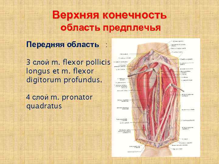 Верхняя конечность область предплечья Передняя область : 3 слой m. flexor pollicis longus et