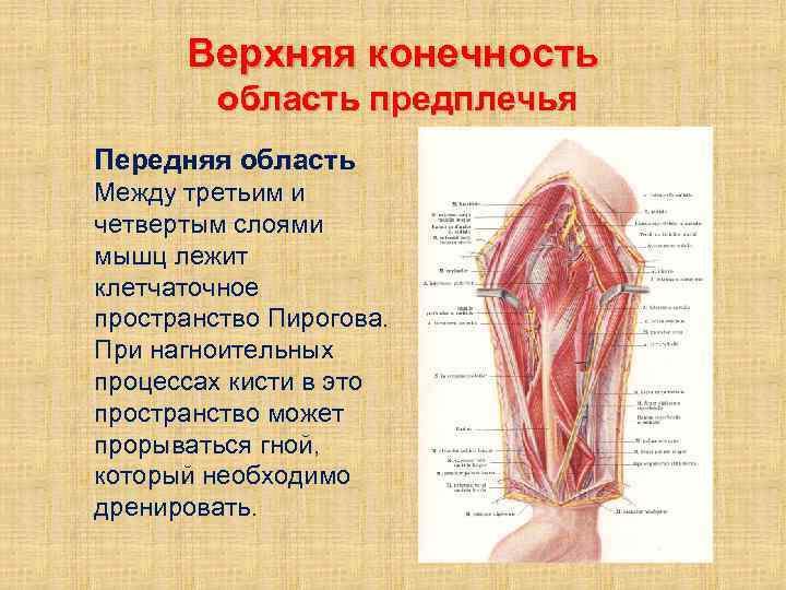 Верхняя конечность область предплечья Передняя область Между третьим и четвертым слоями мышц лежит клетчаточное