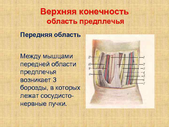 Верхняя конечность область предплечья Передняя область Между мышцами передней области предплечья возникает 3 борозды,