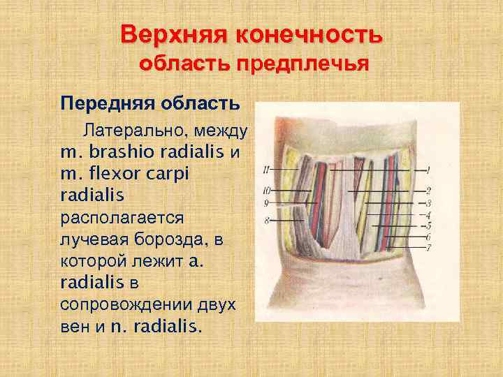 Верхняя конечность область предплечья Передняя область Латерально, между m. brashio radialis и m. flexor