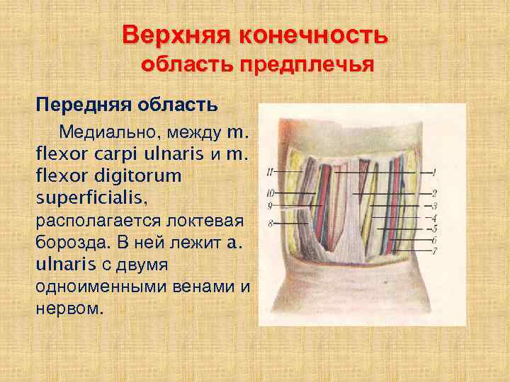 Верхняя конечность область предплечья Передняя область Медиально, между m. flexor carpi ulnaris и m.