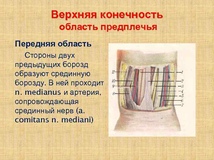 Верхняя конечность область предплечья Передняя область Стороны двух предыдущих борозд образуют срединную борозду. В