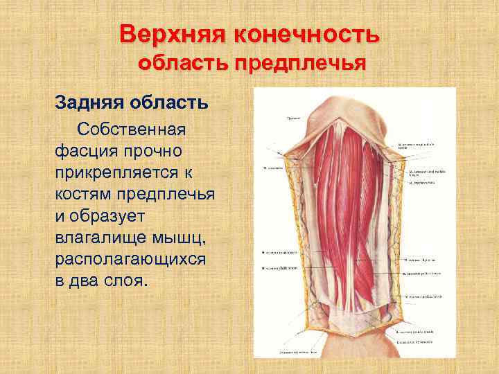 Верхняя конечность область предплечья Задняя область Собственная фасция прочно прикрепляется к костям предплечья и