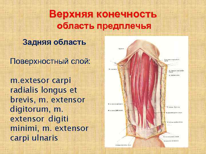 Верхняя конечность область предплечья Задняя область Поверхностный слой: m. extesor carpi radialis longus et