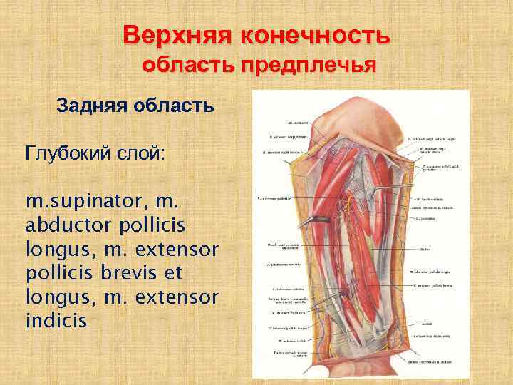 Верхняя конечность область предплечья Задняя область Глубокий слой: m. supinator, m. abductor pollicis longus,