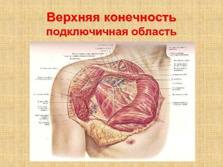 Верхняя конечность подключичная область 