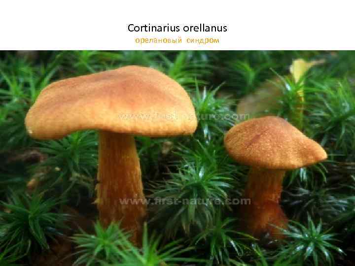 Cortinarius orellanus орелановый синдром • 