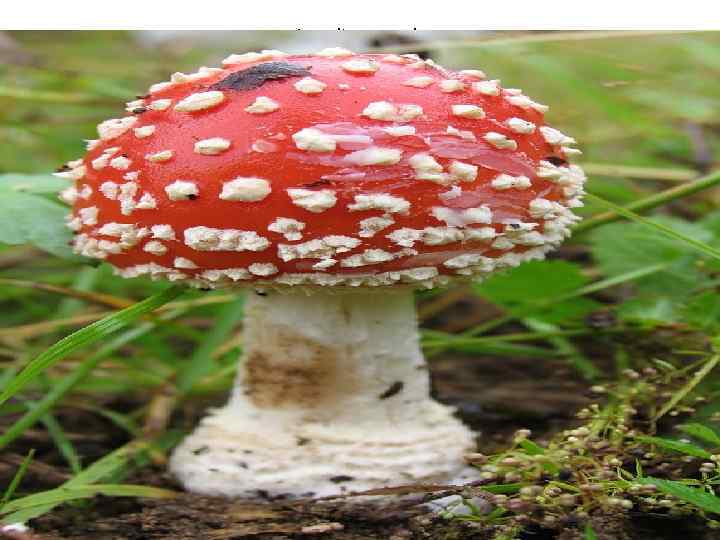 Amanita muscaria 
