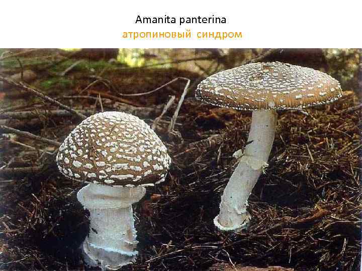 Amanita panterina атропиновый синдром 