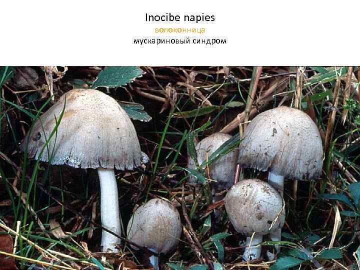 Inocibe napies волоконница мускариновый синдром 