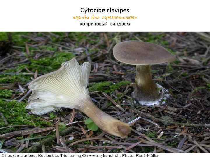 Cytocibe clavipes «грибы для трезвенников» коприновый синдром 
