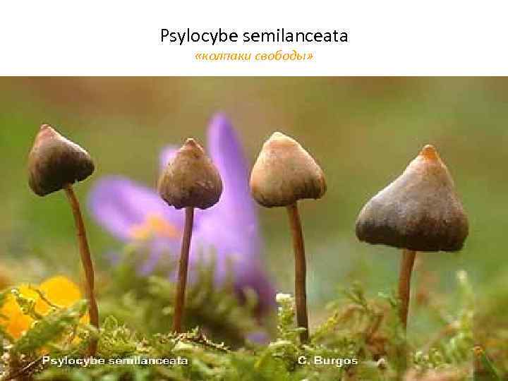 Psylocybe semilanceata «колпаки свободы» • 