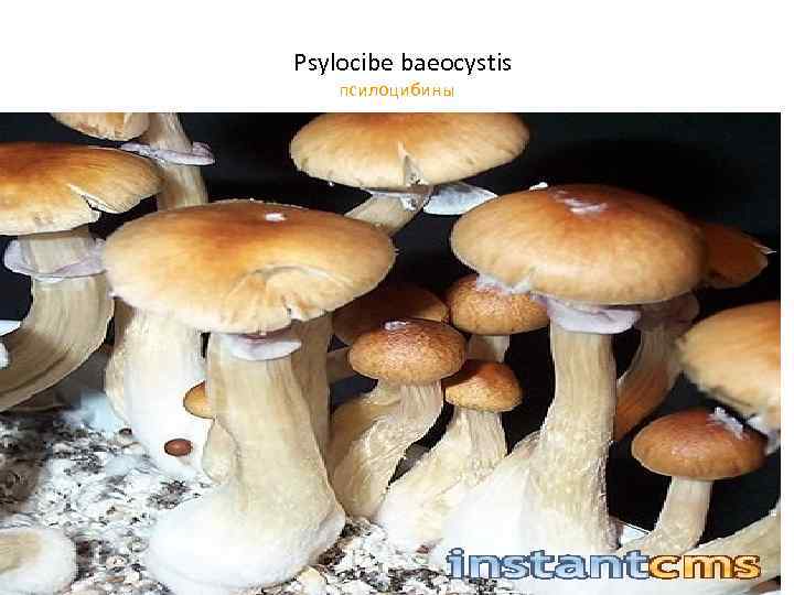 Psylocibe baeocystis псилоцибины 