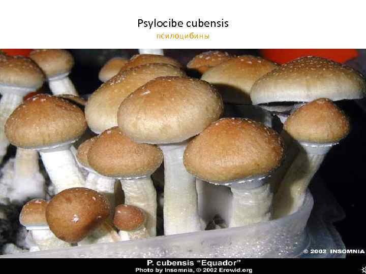 Psylocibe cubensis псилоцибины 