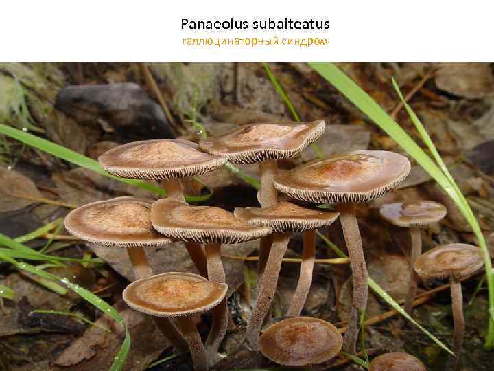 Panaeolus subalteatus галлюцинаторный синдром 