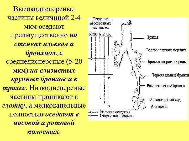 Высокодисперсные частицы величиной 2 -4 мкм оседают преимущественно на стенках альвеол и бронхиол, а