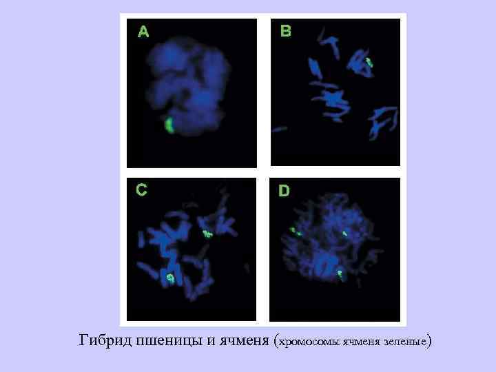 Гибрид пшеницы и ячменя (хромосомы ячменя зеленые) 