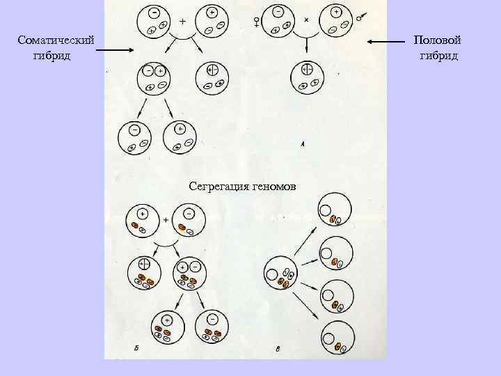 Соматическая (клеточная) гибридизация. Гибридизация соматических клеток схема. Слияние протопластов растительных клеток. Методы соматической гибридизации.