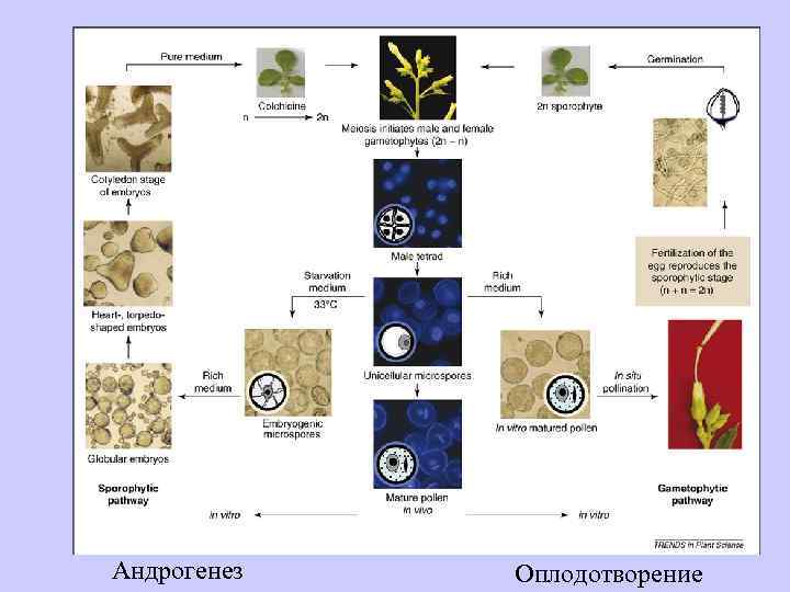 Андрогенез Оплодотворение 