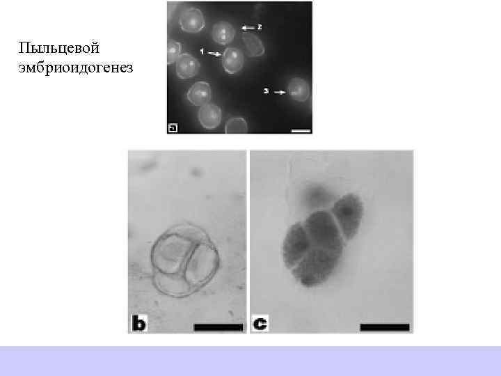Пыльцевой эмбриоидогенез 