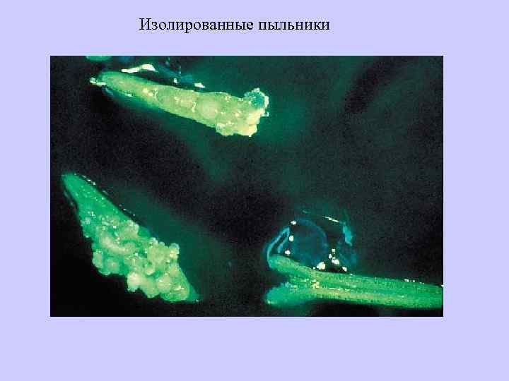 Изолированные пыльники 