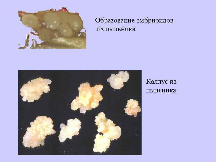 Образование каллуса