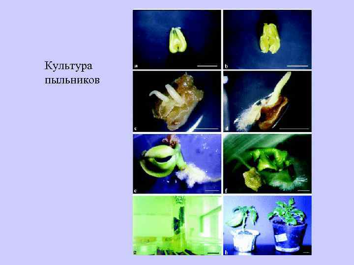 Культура пыльников 