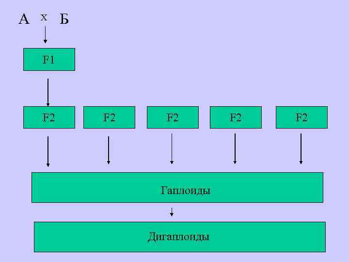А Х Б F 1 F 2 F 2 Гаплоиды Дигаплоиды F 2 