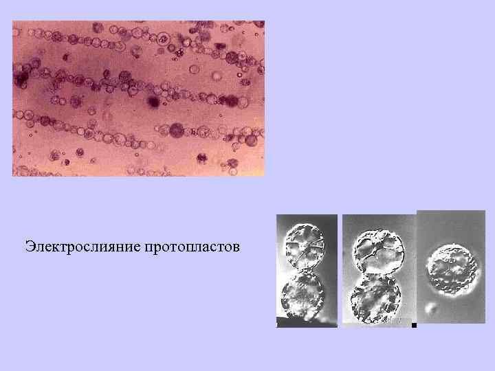 Электрослияние протопластов 