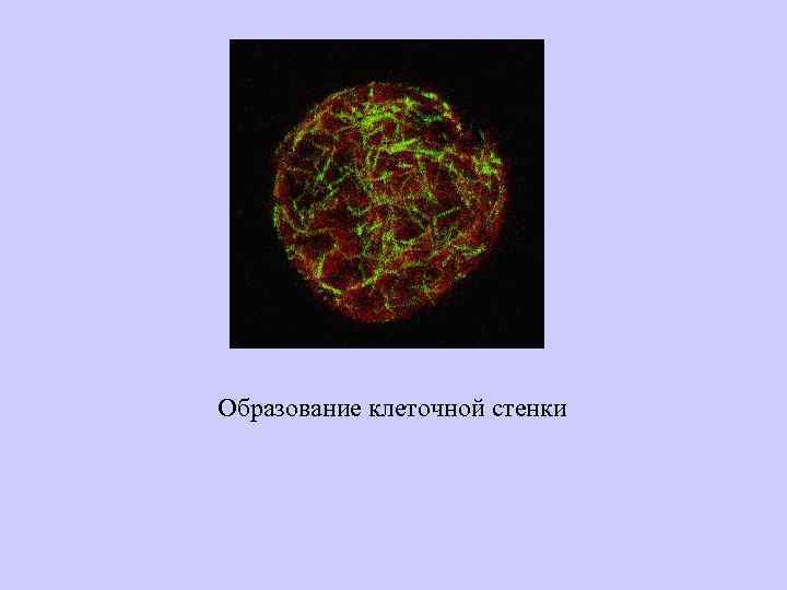 Образование клеточной стенки 