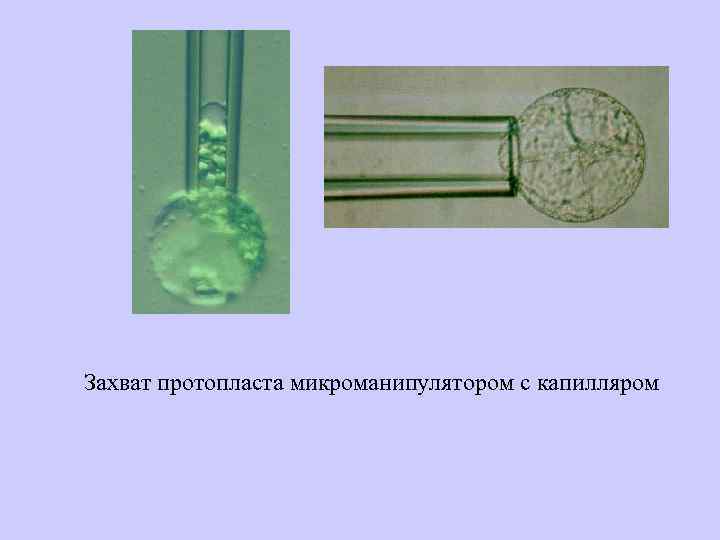 Захват протопласта микроманипулятором с капилляром 